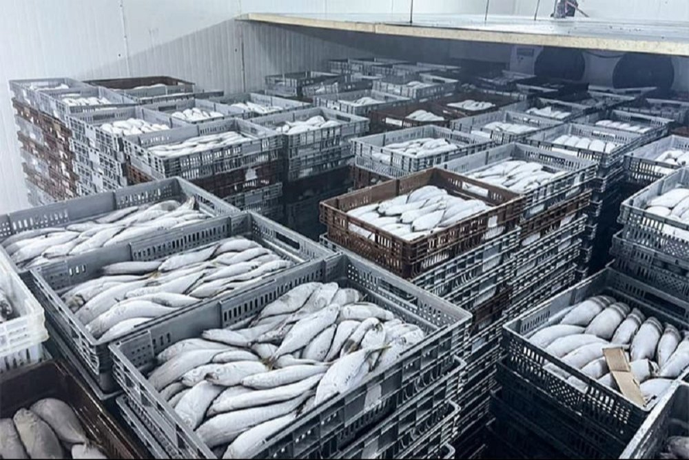 Balık ve Deniz Ürünleri Depolama